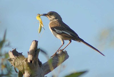 Birds Mouthful - Nikon D70.jpg