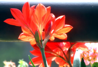Orange Red