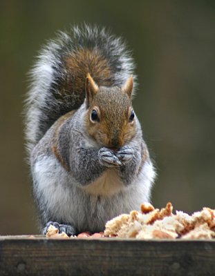 a grey squirrel jan.jpg