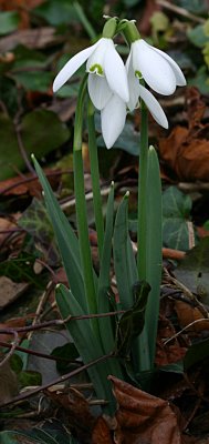 b snowdrops feb.jpg