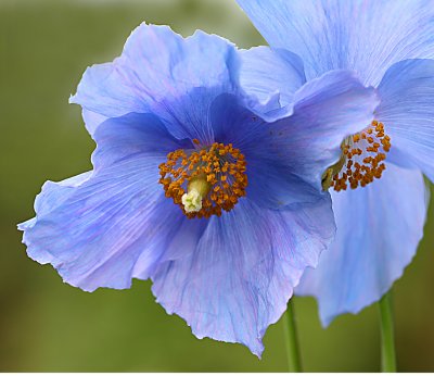 f  blue poppy june.jpg