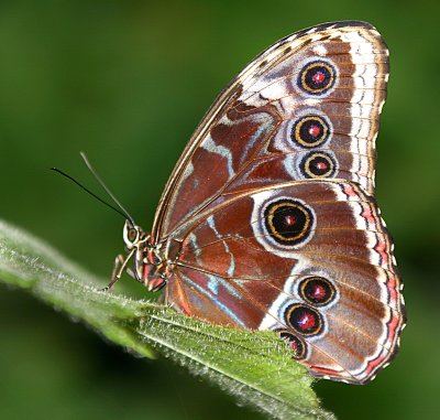 morpho butterfly