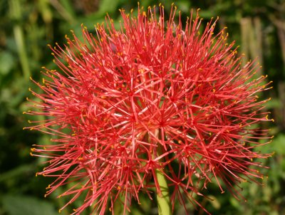 k  blood lily oct.jpg