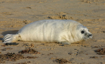 m grey seal pup dec.jpg