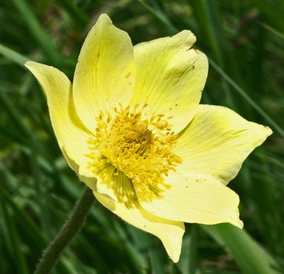 alpine pasque flower 2.jpg