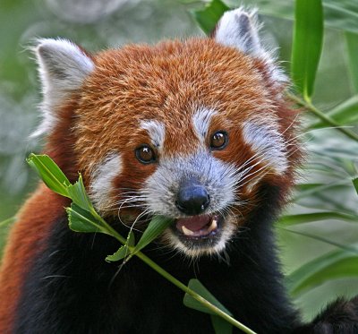 red panda 3.jpg