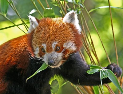 red panda 4.jpg