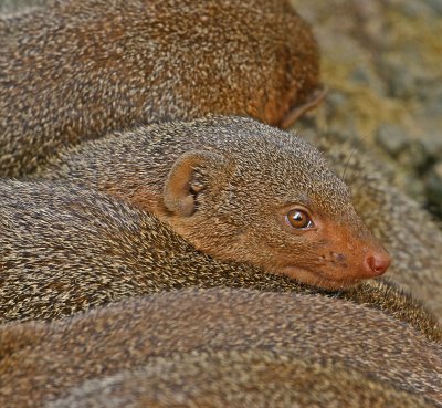 dwarf mongeese.jpg