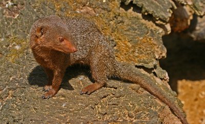 dwarf mongoose.jpg