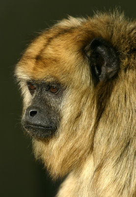 howler monkey female 2.jpg