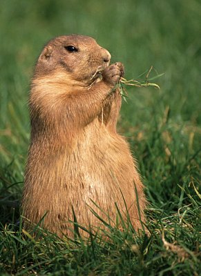 prairie dog.jpg