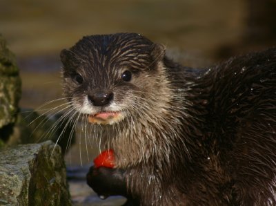 short clawed otter.jpg