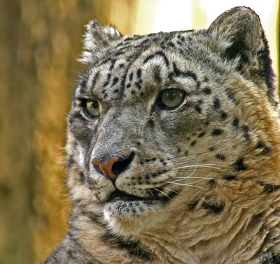 snow leopard.jpg