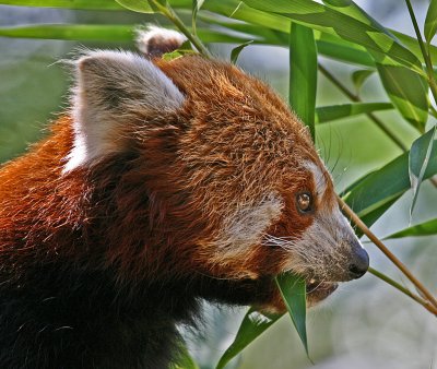 red panda 2.jpg