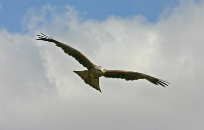 black kite.jpg