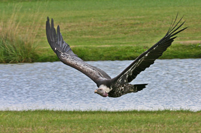 vulture flying 2.jpg