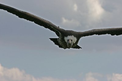 vulture flying 3.jpg