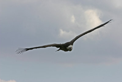 vulture flying 4.jpg