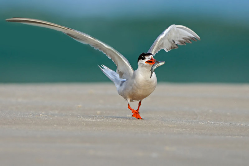 Common Tern - שחפית ים