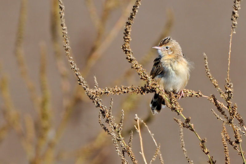 Cisticola juncidis  תפר