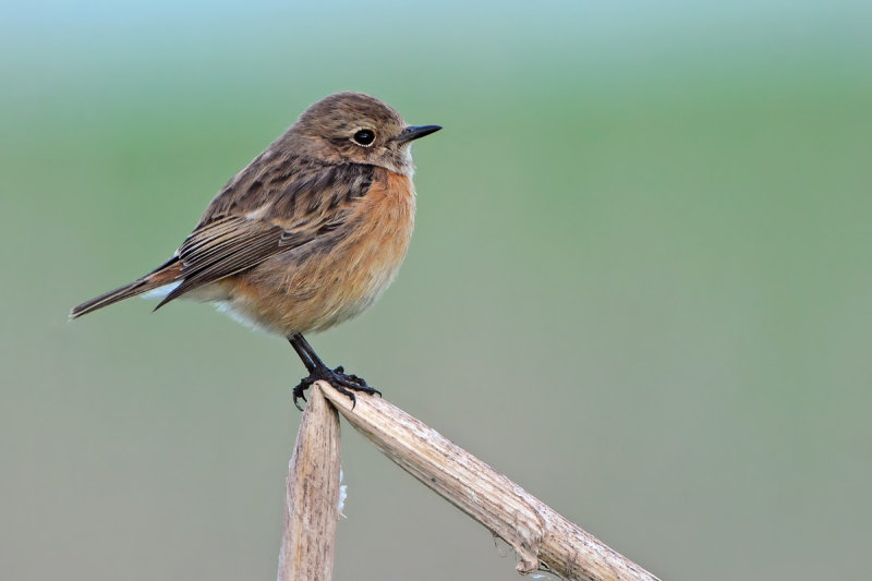 stonechat דוחל