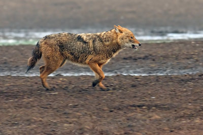 jackal_