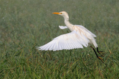 Cattle Egret - אנפית בקר
