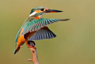 kingfishers