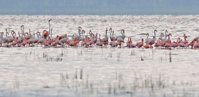 Flamingo - פלמינגו