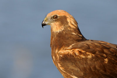 marsh_harrier זרון סוף