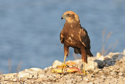marsh_harrier זרון סוף