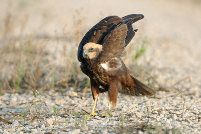 marsh_harrier זרון סוף