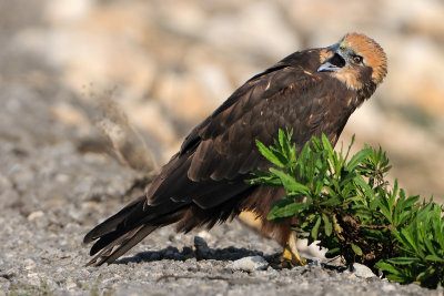 marsh_harrier זרון סוף