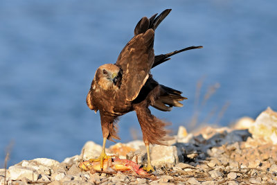 marsh_harrier זרון סוף