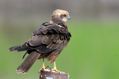 marsh_harrier זרון סוף