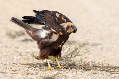 marsh_harrier זרון סוף