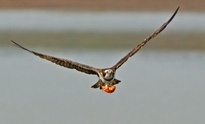 osprey - שלך