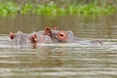 Hippo היפופוטם