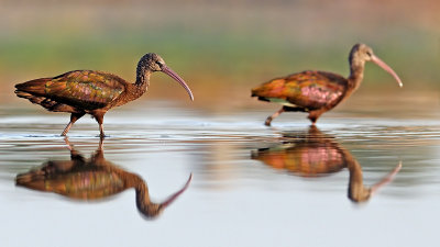Glossy Ibis מגלן חום