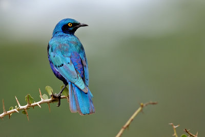 Greater Blue-eared Starling.jpg