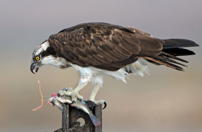 osprey - שלך