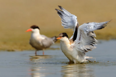 Common Tern - שחפית ים
