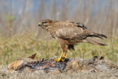 עקב חורף - Common Buzzard  