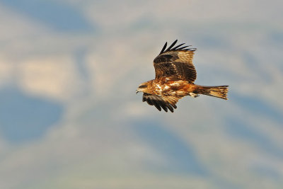 דיה שחורה - Black Kite