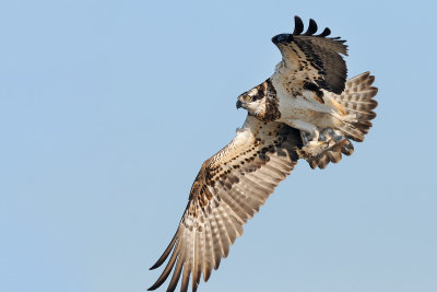 osprey - שלך