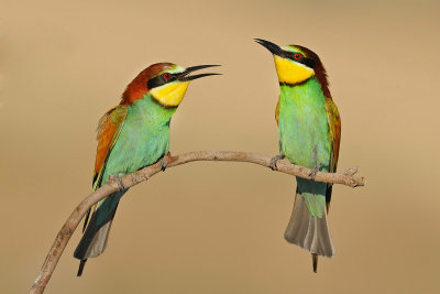 Bee Eaters - שרקרק מצוי