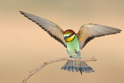Bee Eaters - שרקרק מצוי