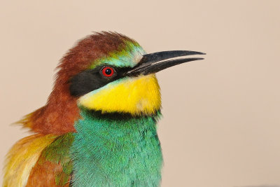 Bee Eaters - שרקרק מצוי