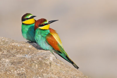 Bee Eaters - שרקרק מצוי