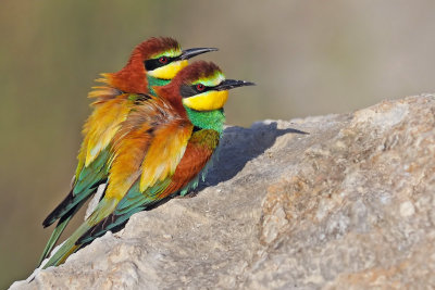 Bee Eaters - שרקרק מצוי